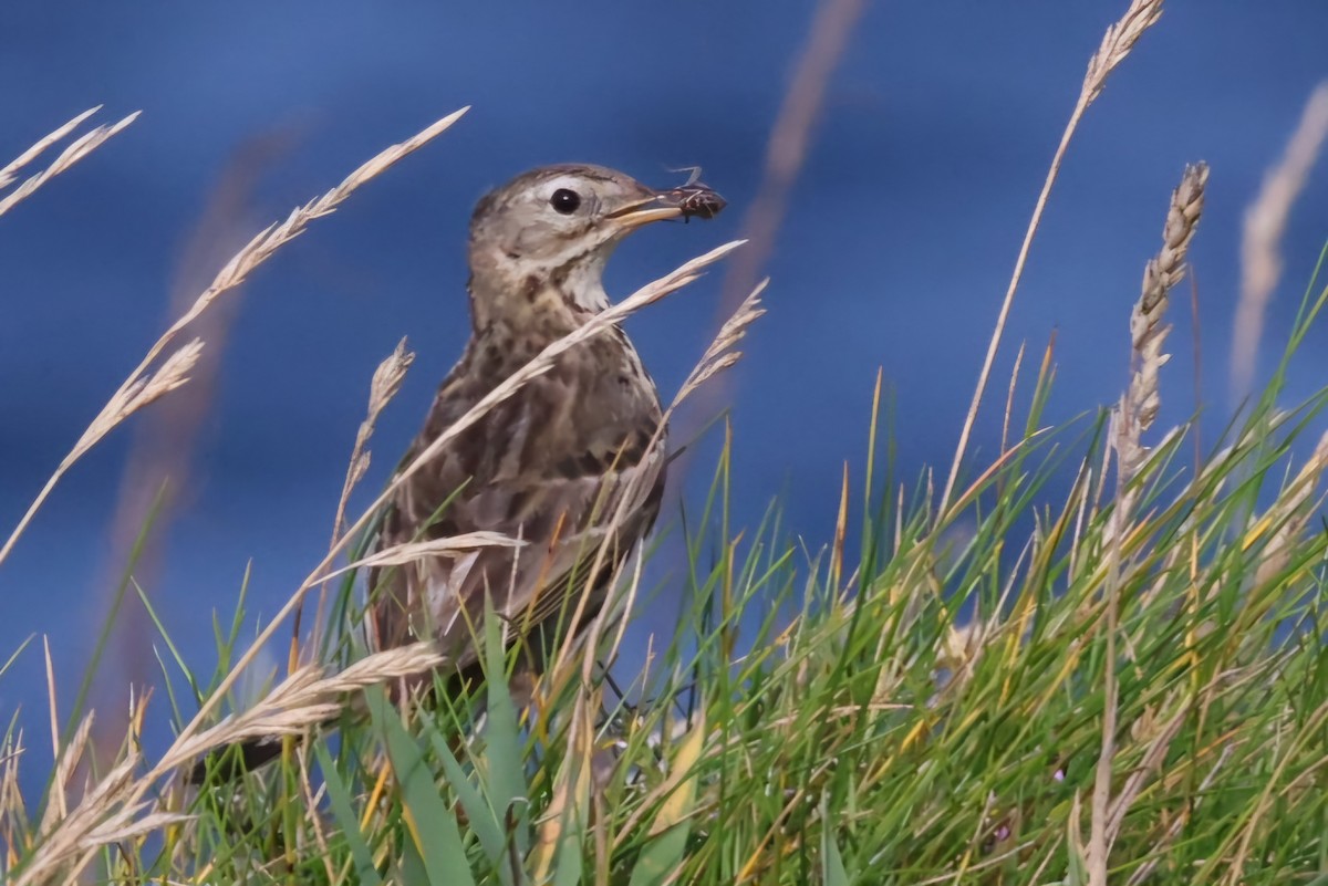 Rock Pipit - ML622384699