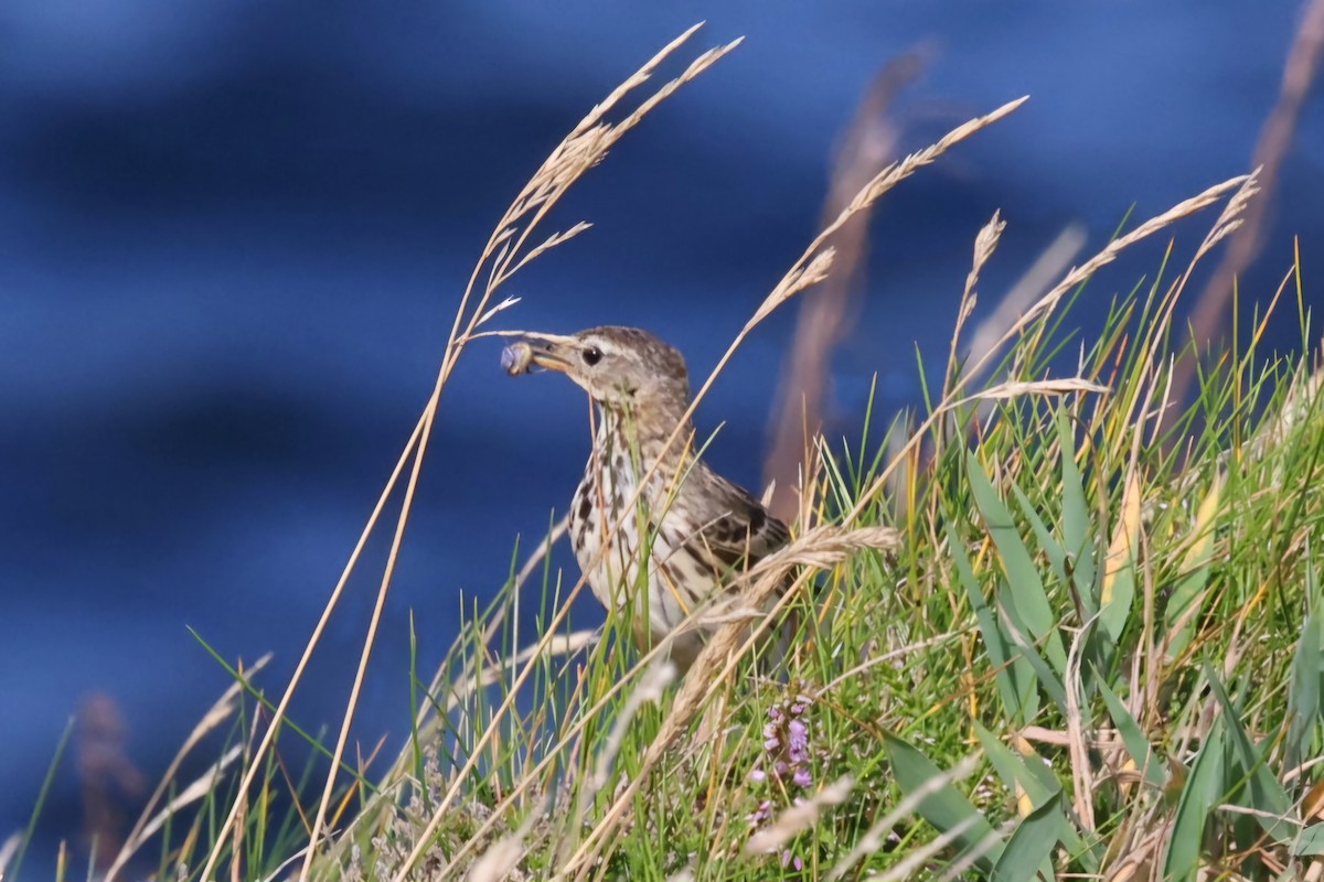 Rock Pipit - ML622384701