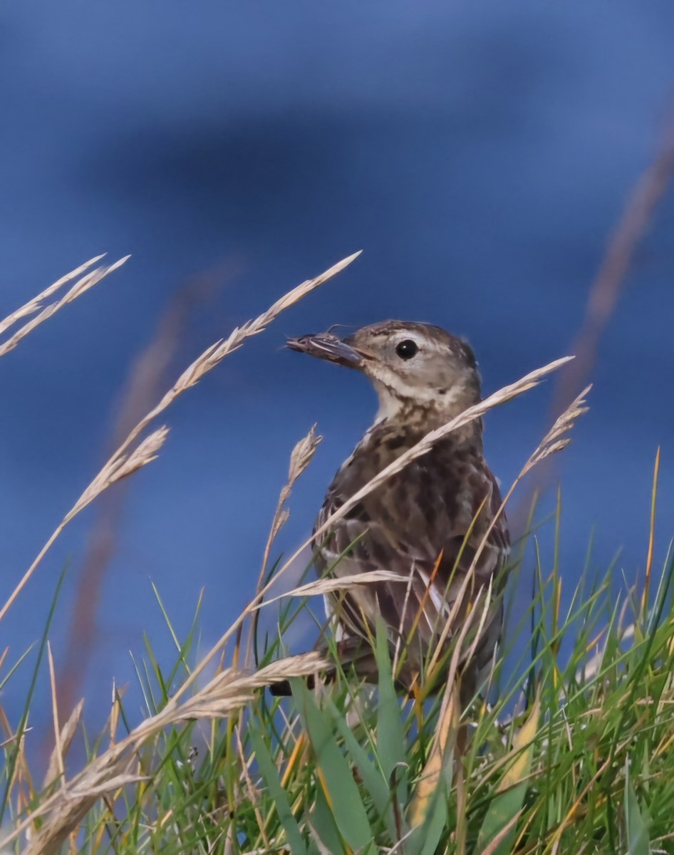 Rock Pipit - ML622384703