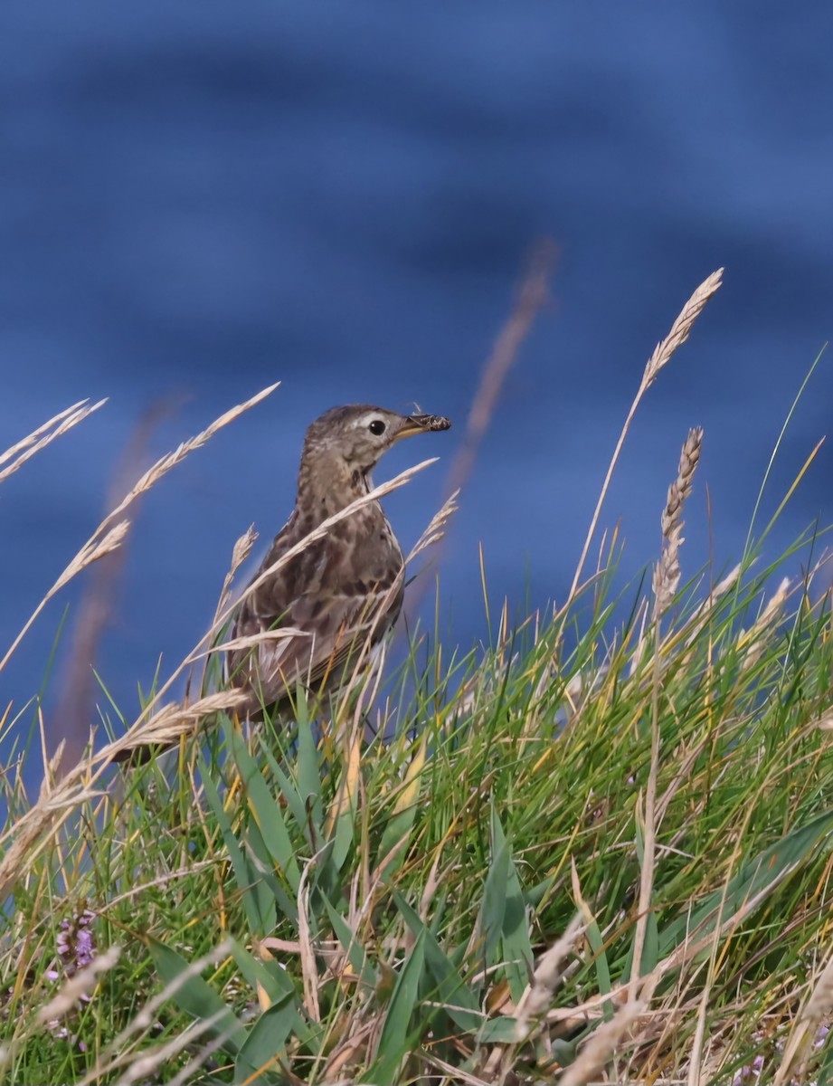 Rock Pipit - ML622384704