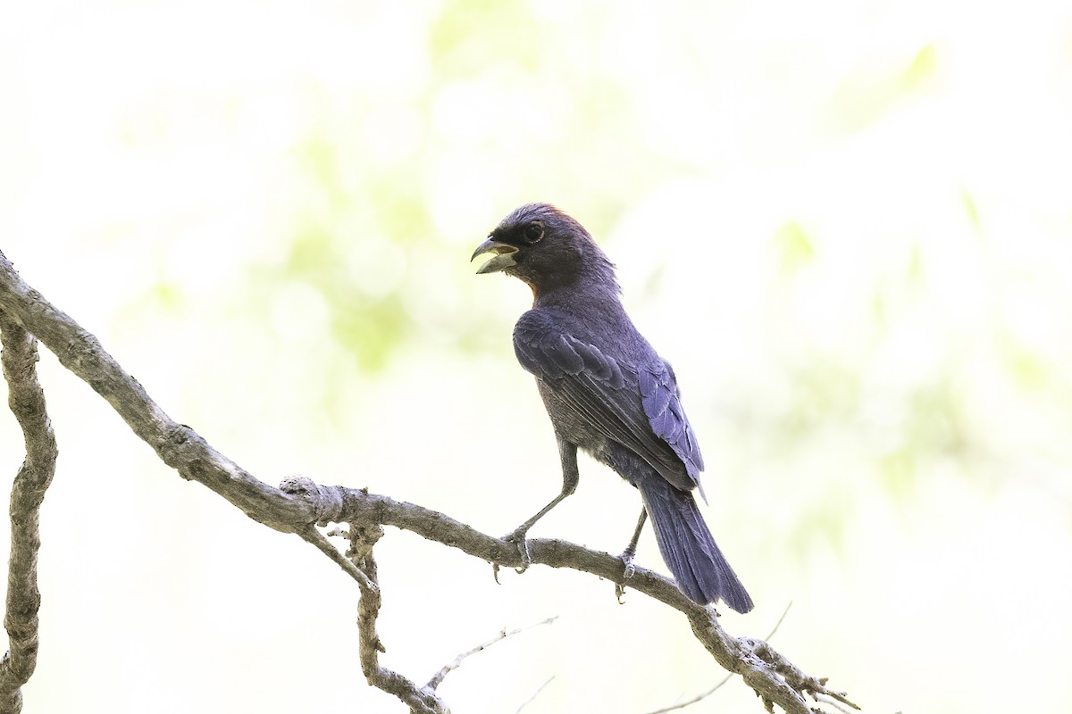 Varied Bunting - ML622384790