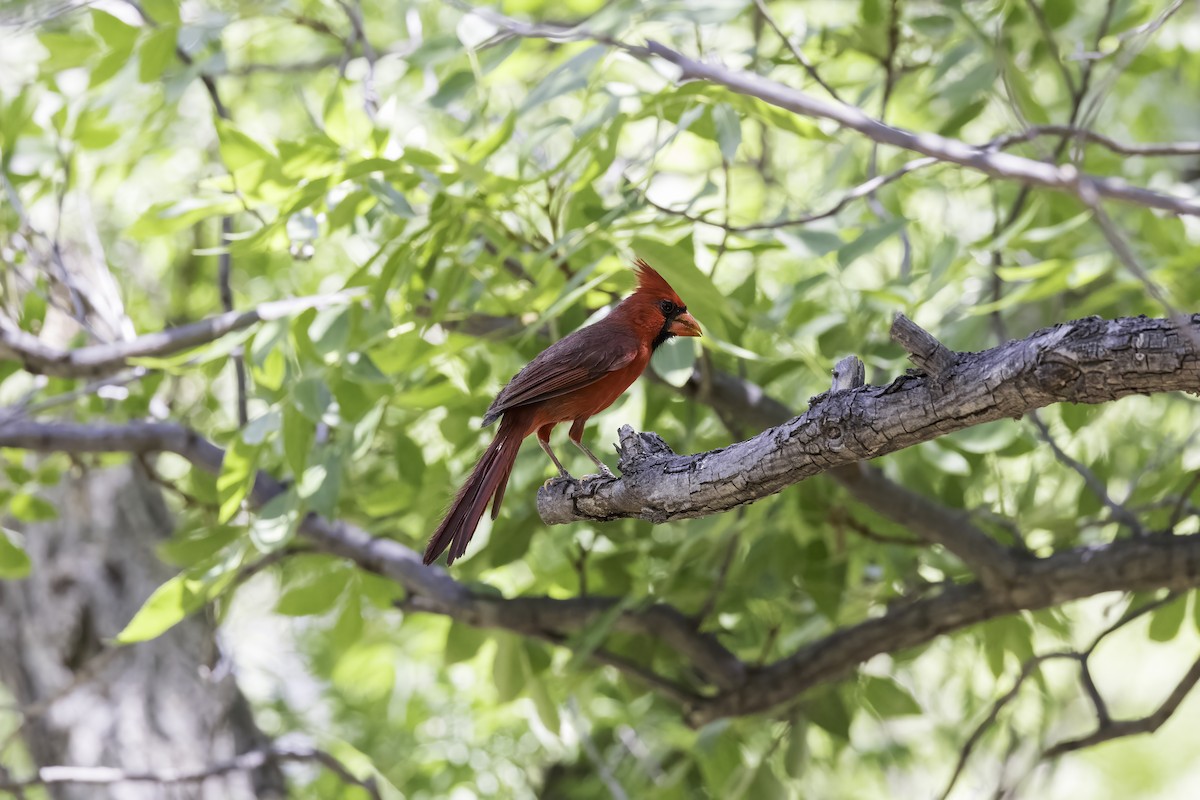 Northern Cardinal - ML622384796