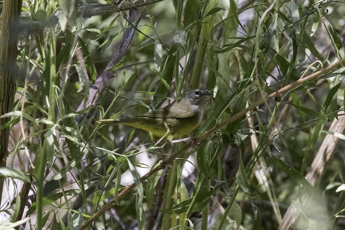 MacGillivray's Warbler - ML622384849