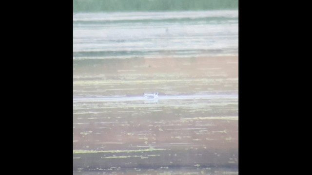 Хурган цахлай - ML622384894