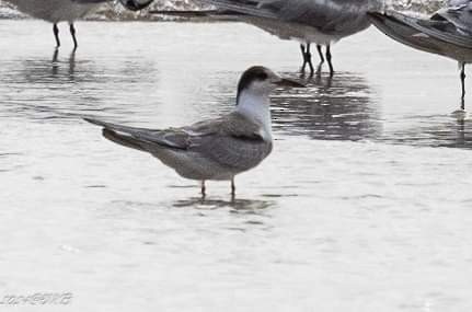 Common Tern - ML622385054