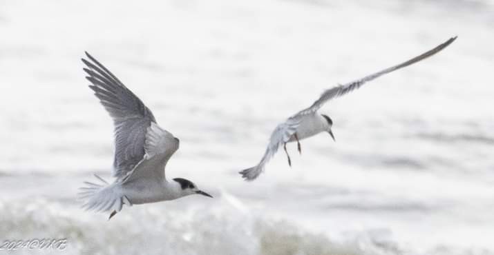 Common Tern - ML622385055