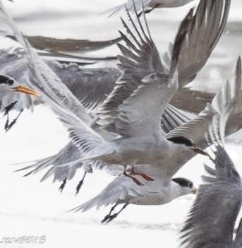 Common Tern - ML622385056