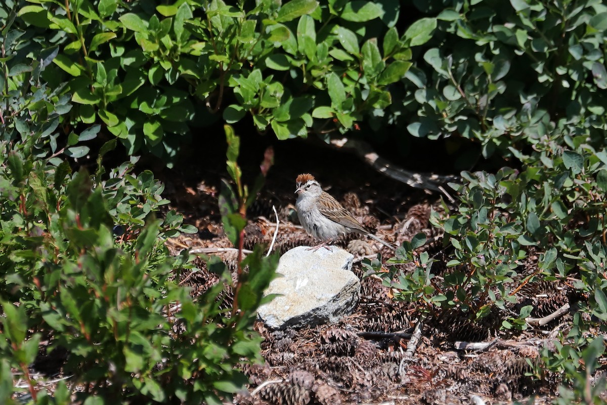 Chipping Sparrow - ML622385068