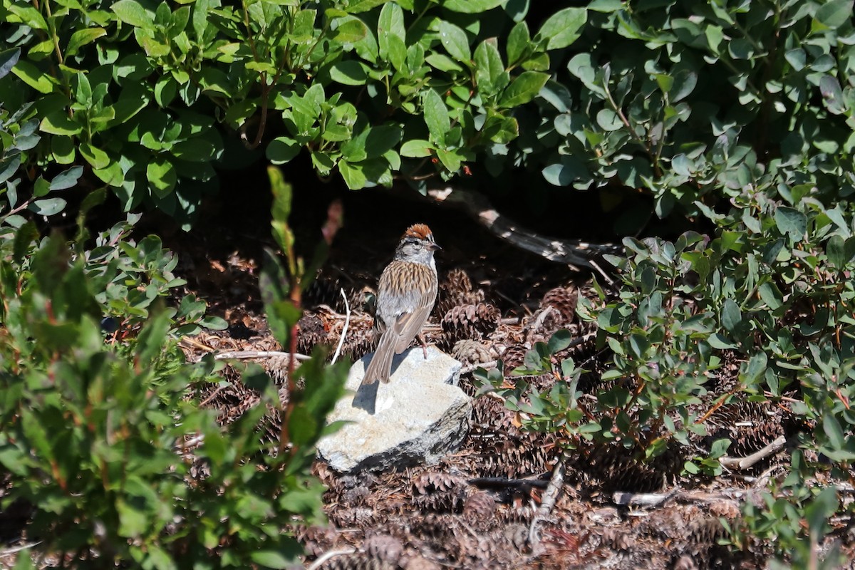 Chipping Sparrow - ML622385070