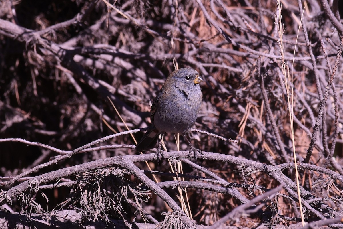 Band-tailed Seedeater - ML622385071