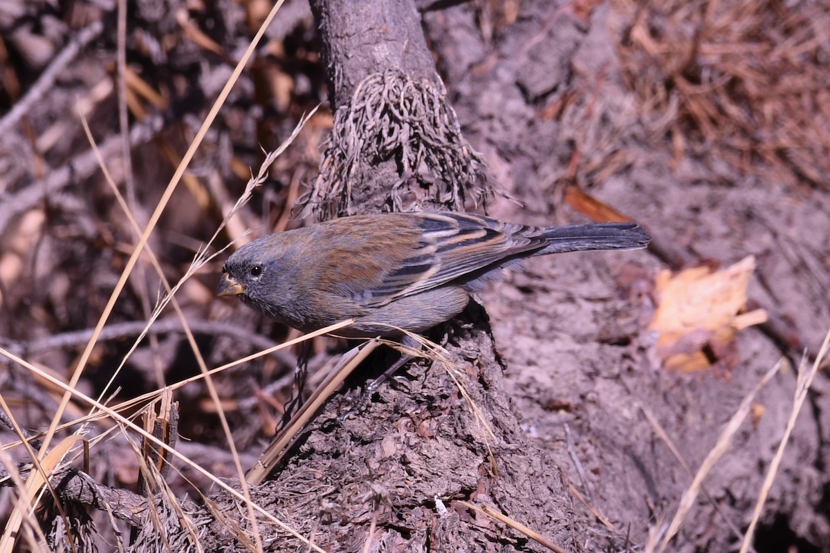 Band-tailed Seedeater - ML622385072