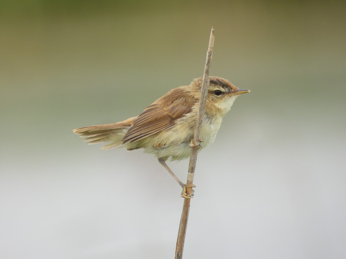 Black-browed Reed Warbler - ML622385101