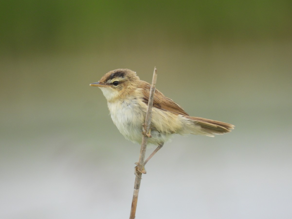 Black-browed Reed Warbler - ML622385102