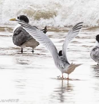 Roseate Tern - ML622385104