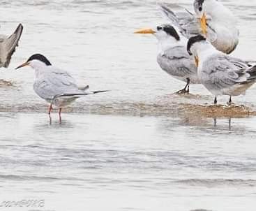 Roseate Tern - ML622385105