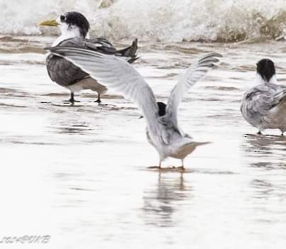 Roseate Tern - ML622385106