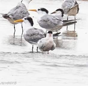 Roseate Tern - ML622385107