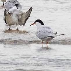 Roseate Tern - ML622385108