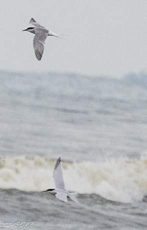 Roseate Tern - ML622385109