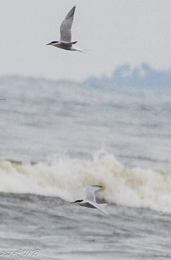 Roseate Tern - ML622385110