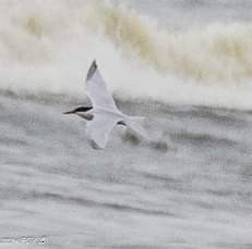 Roseate Tern - ML622385111