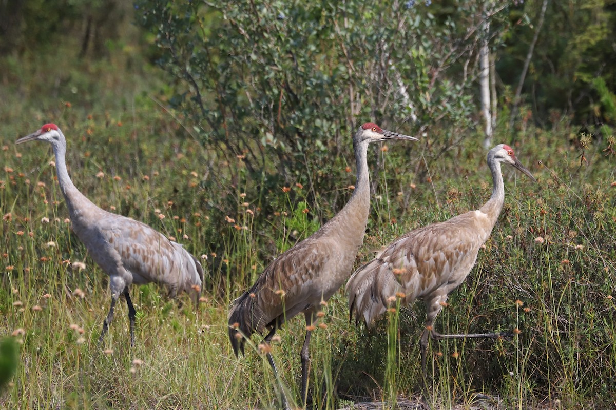 Sandhill Crane - ML622385113