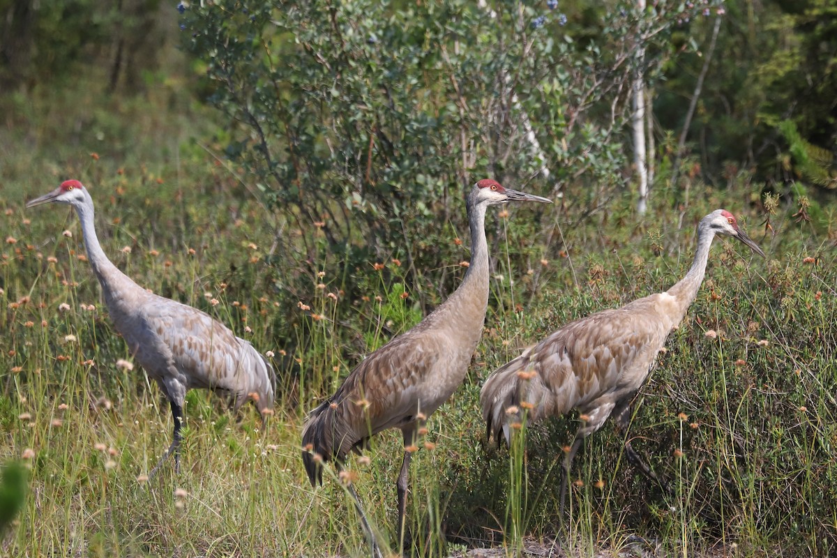 Sandhill Crane - ML622385114