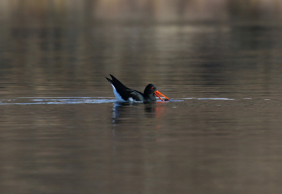 South Island Oystercatcher - Don Geddes