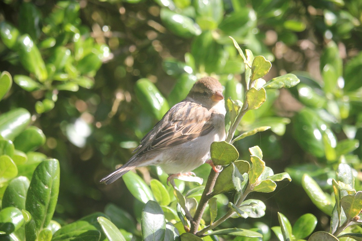 House Sparrow - ML622385299