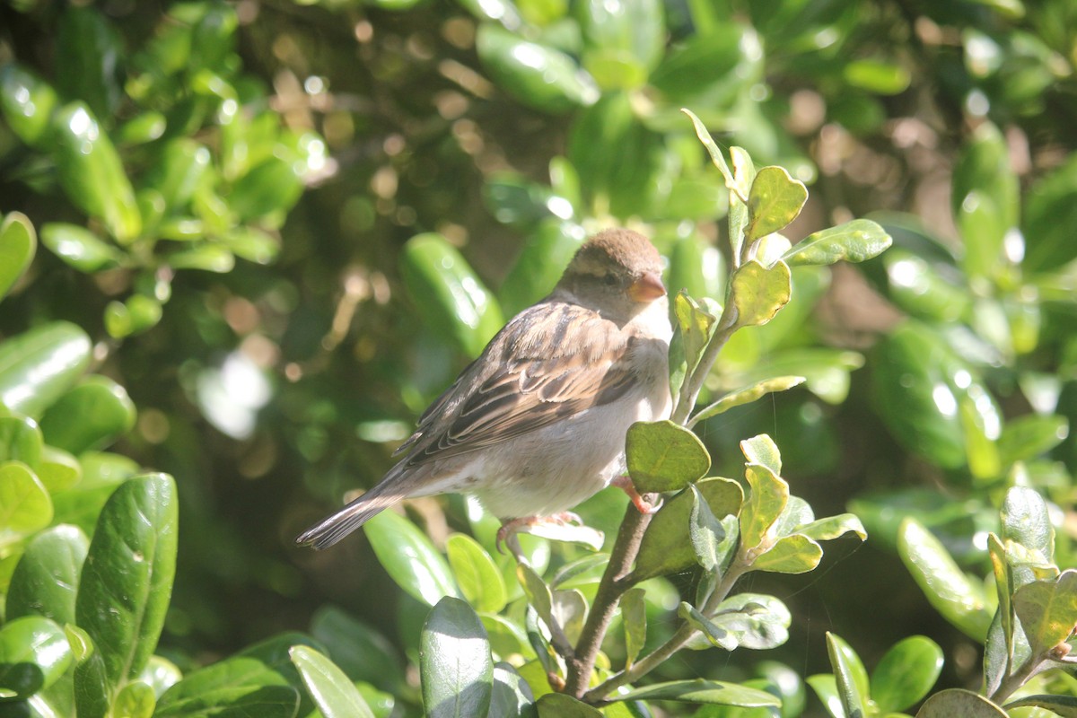 Moineau domestique - ML622385299