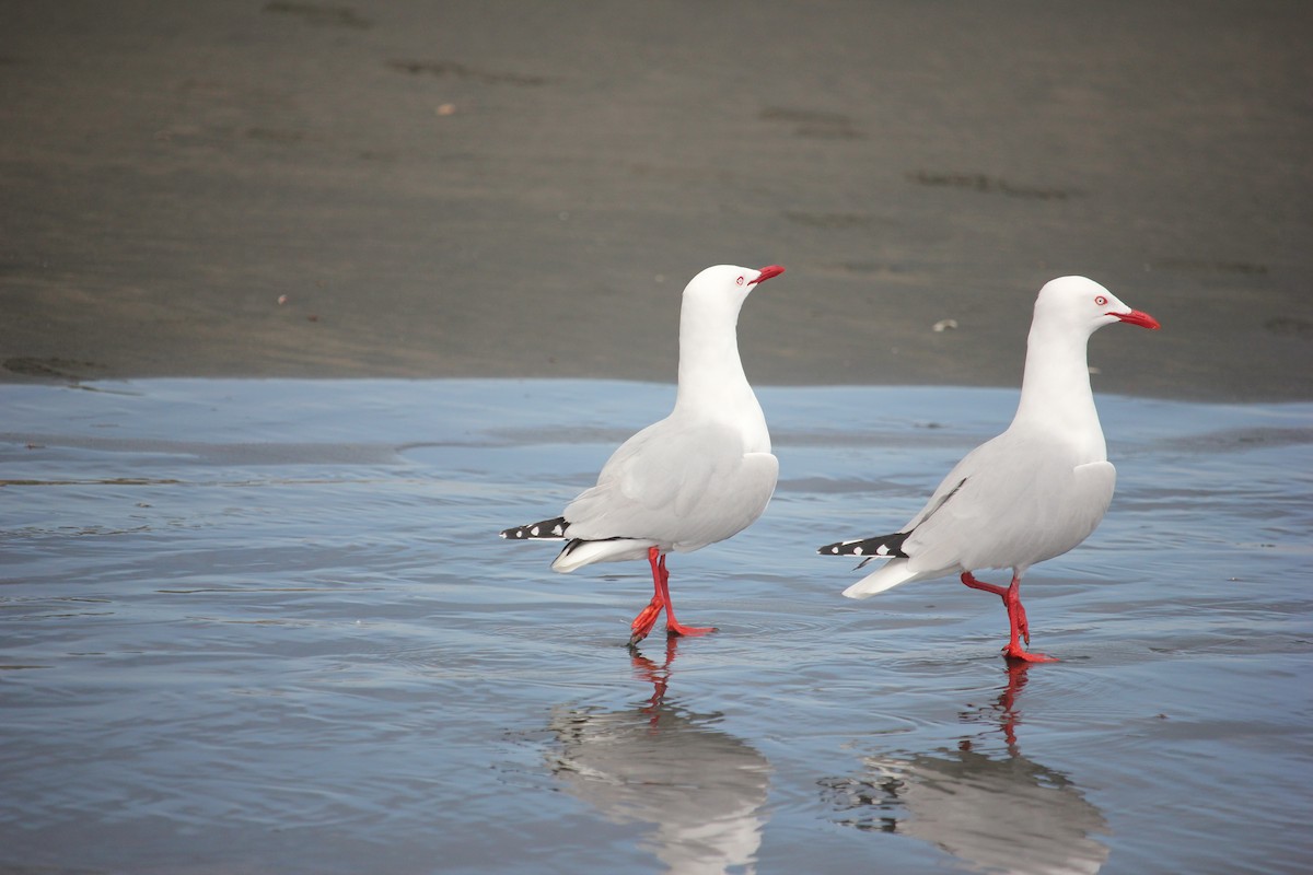 Mouette argentée - ML622385304