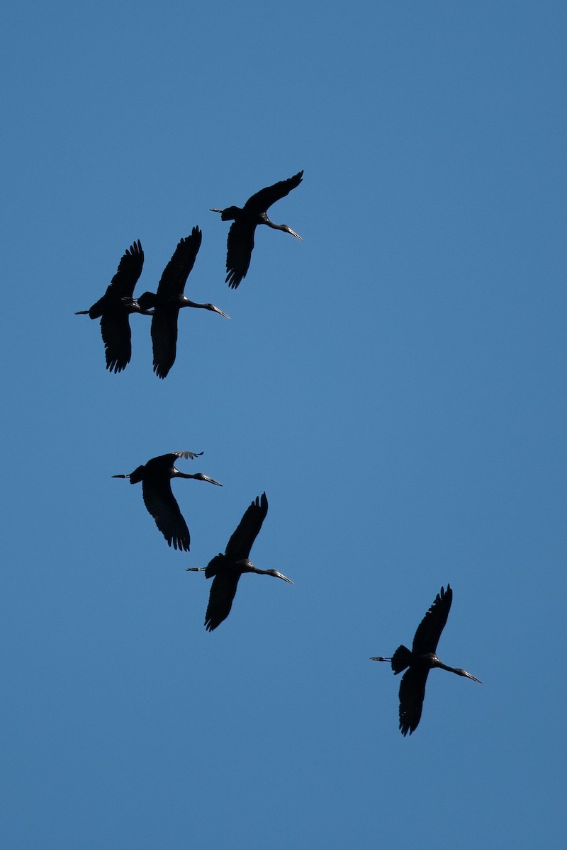 African Openbill - ML622385410