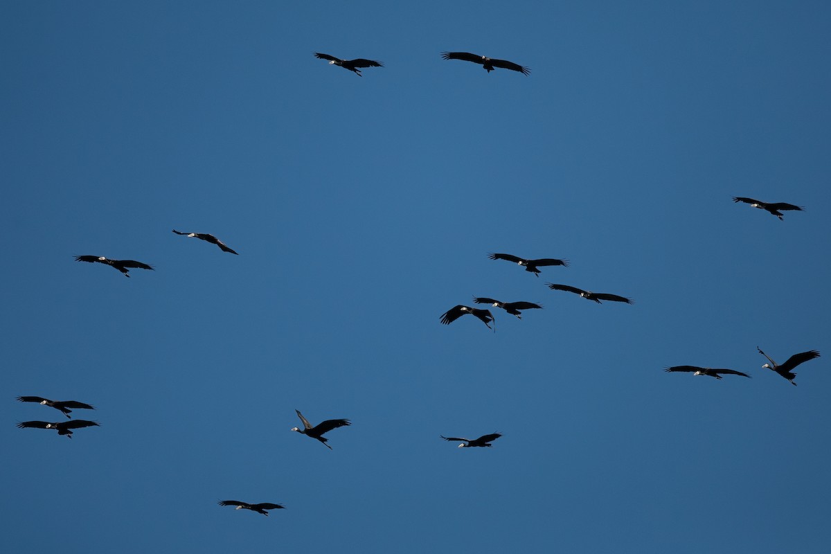 African Openbill - ML622385411