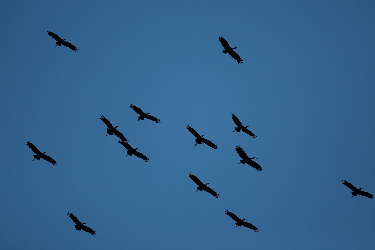 African Openbill - ML622385412