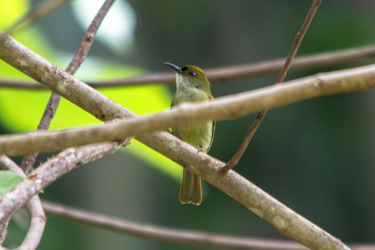 Plain Sunbird - ML622385438