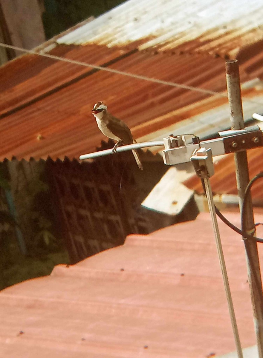 Yellow-vented Bulbul - ML622385598