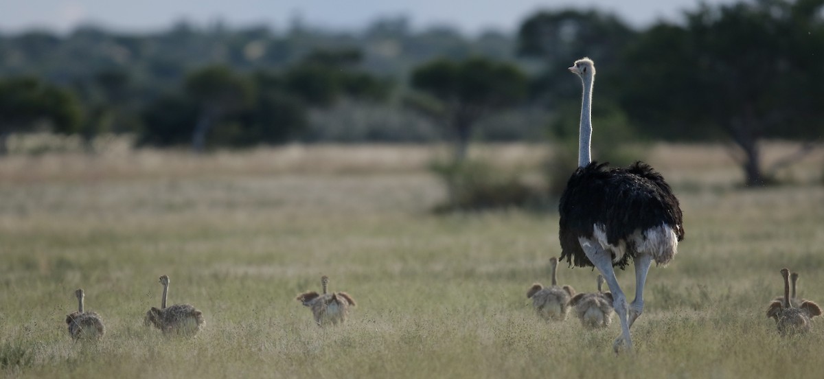 Common Ostrich - ML622385613