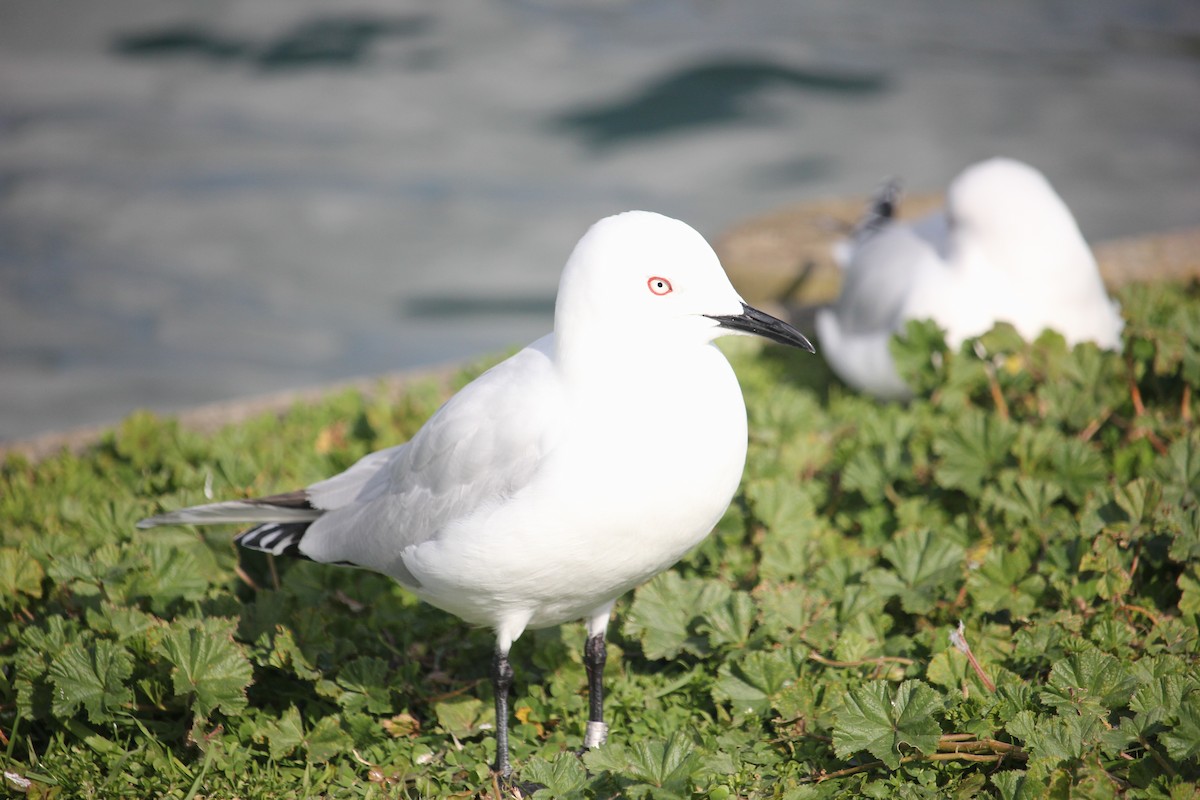 Mouette de Buller - ML622385632