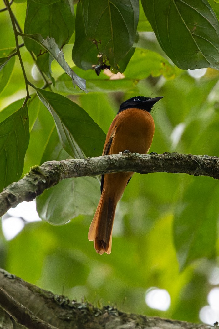 Black-headed Paradise-Flycatcher (Red-bellied) - ML622385649