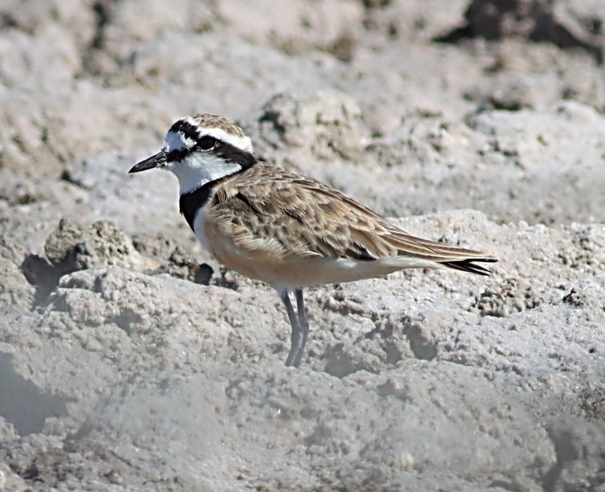 Madagascar Plover - ML622385656