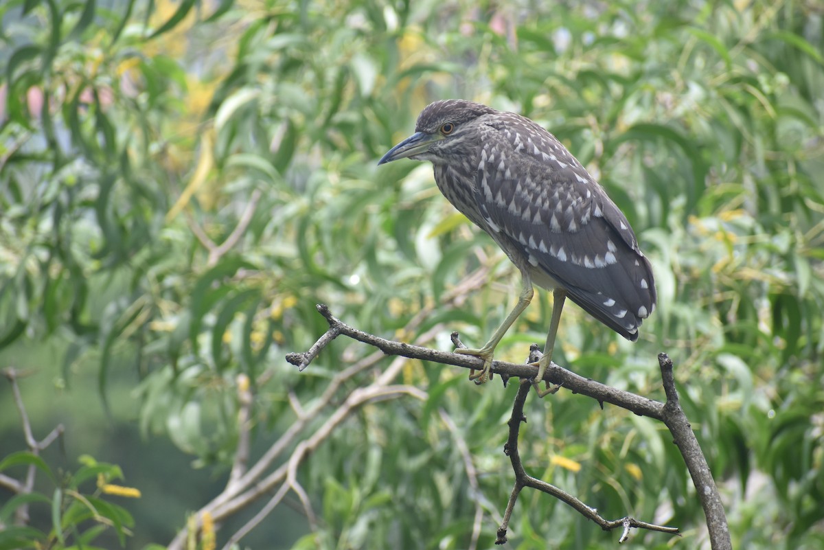 Striated Heron - Samakshi Tiwari