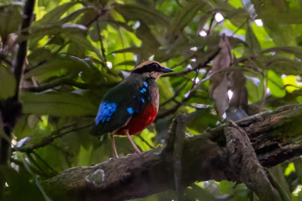 Green-breasted Pitta - ML622385671