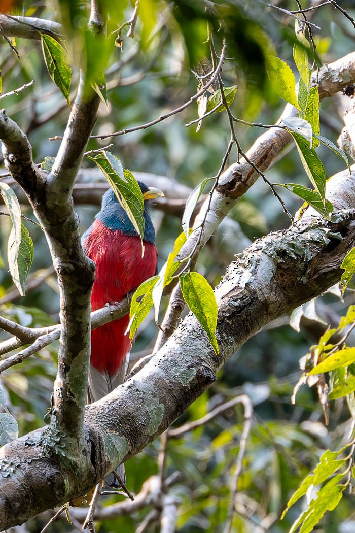 Narina Trogon - Carol Popple