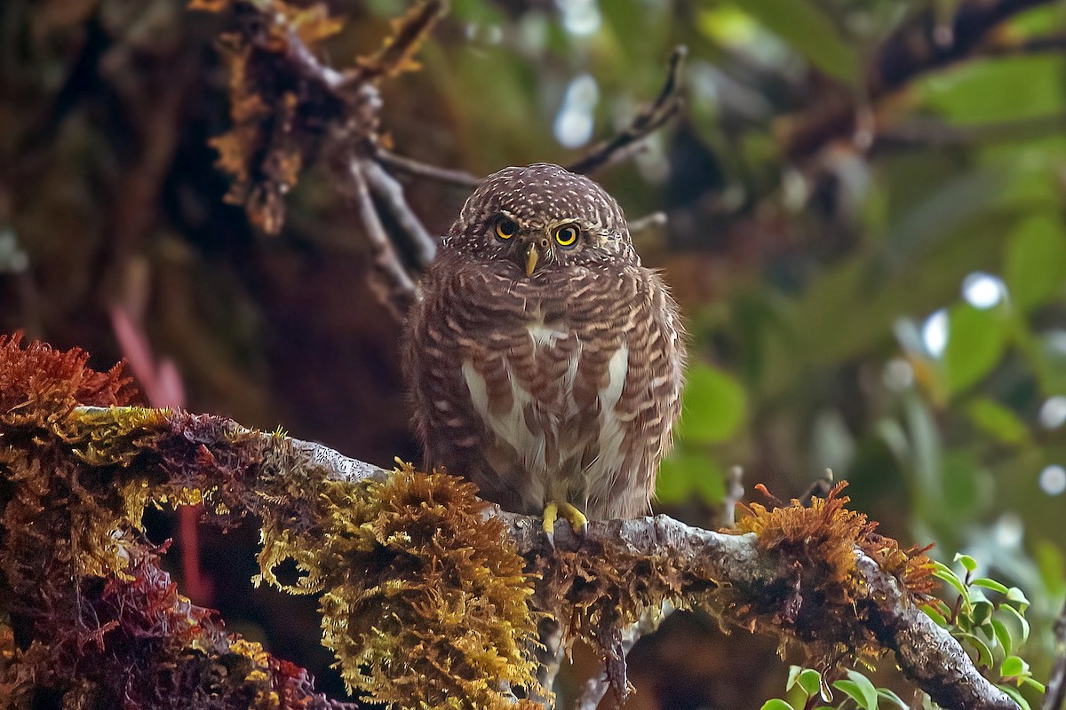 Collared Owlet - ML622385675