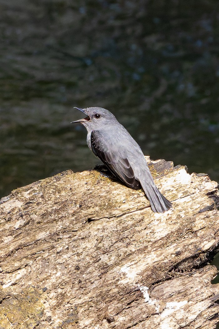 Cassin's Flycatcher - Carol Popple