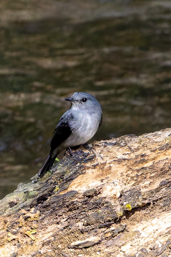 Cassin's Flycatcher - ML622385683