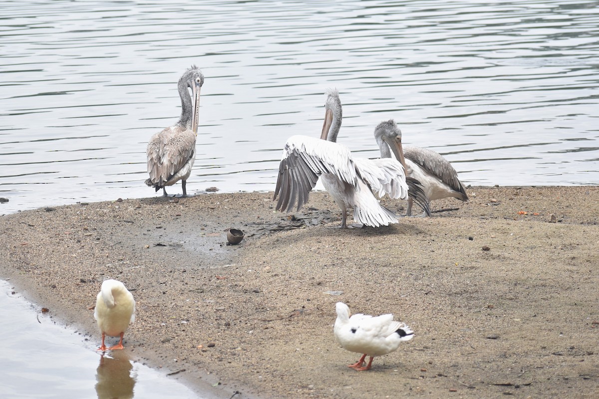 Spot-billed Pelican - ML622385684