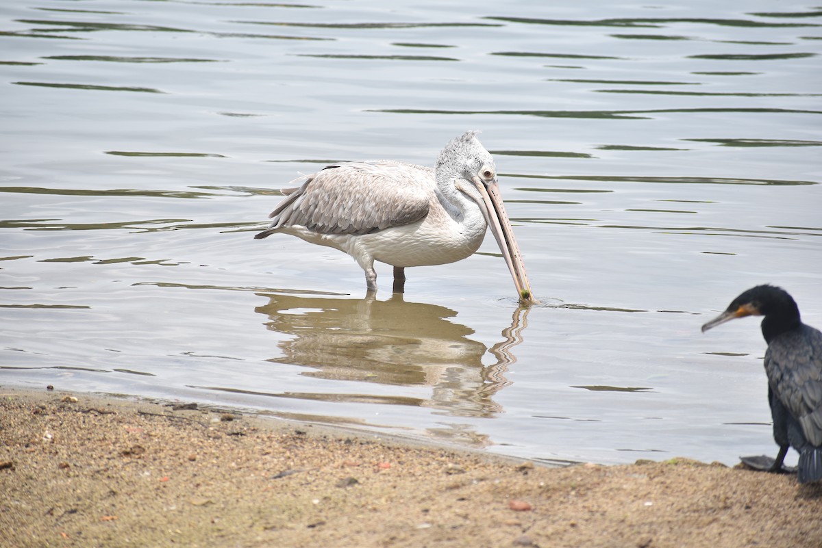 Spot-billed Pelican - ML622385685