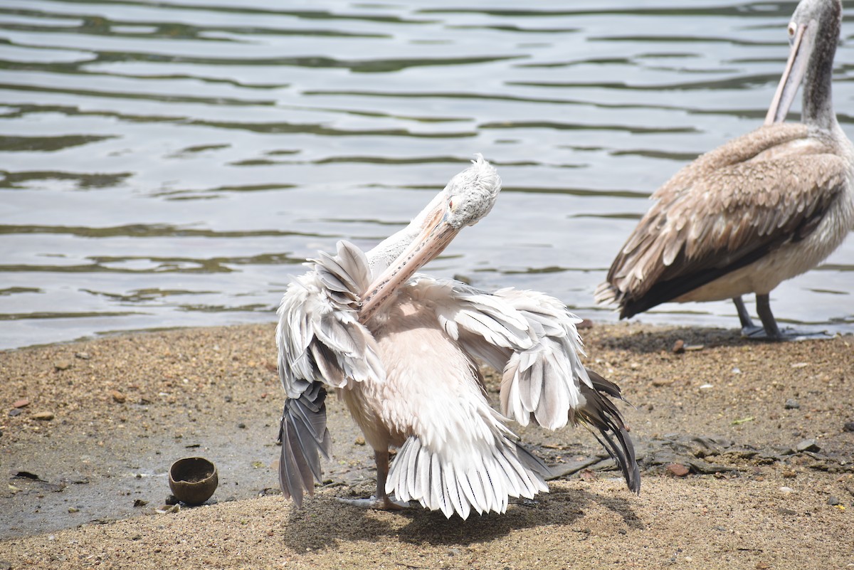 Spot-billed Pelican - ML622385691