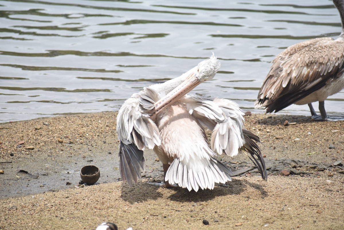 Spot-billed Pelican - ML622385692